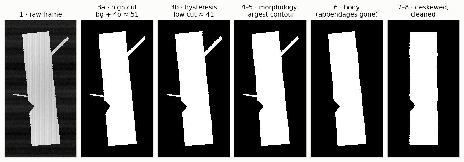 Six panels showing a synthetic bundle image progressing through the pipeline: raw frame, high-cut threshold, hysteresis result, morphology plus largest contour, extracted body with appendages removed, and the deskewed cleaned silhouette.